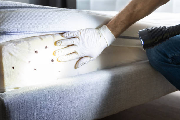 Best Flea Control Services  in South Oroville, CA