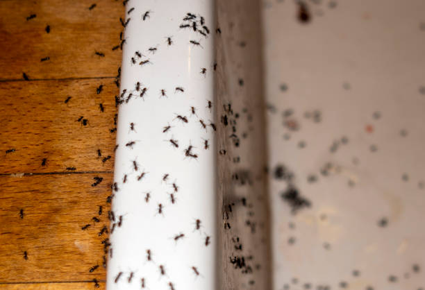 Best Commercial Pest Control Services  in South Oroville, CA