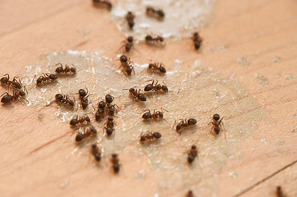 South Oroville, CA Pest Control Company