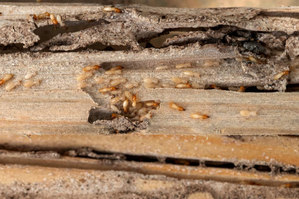 Best Local Pest Control Services  in South Oroville, CA